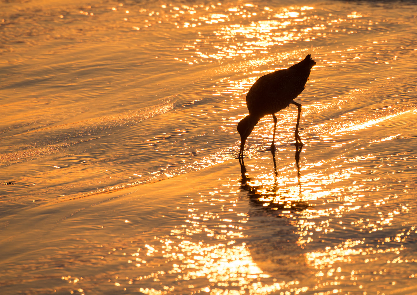 Sandpiper