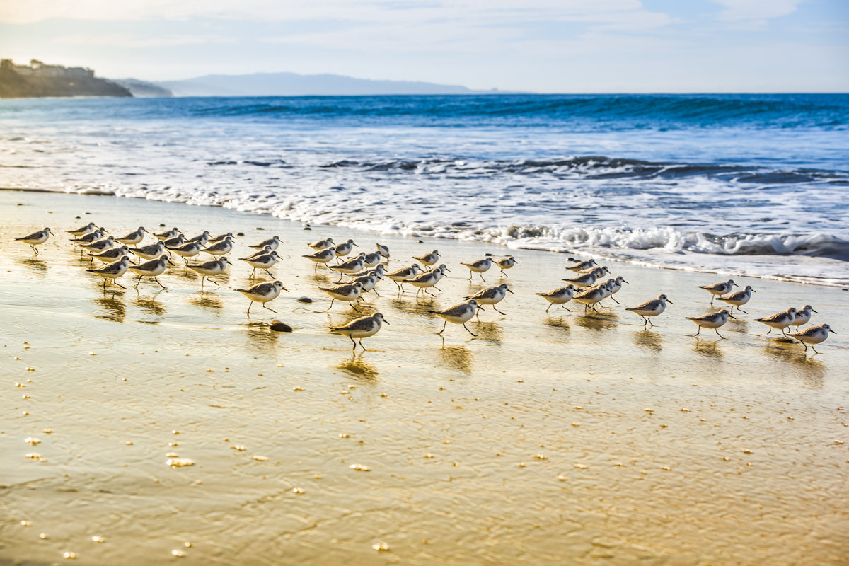 Sandpipers Solana