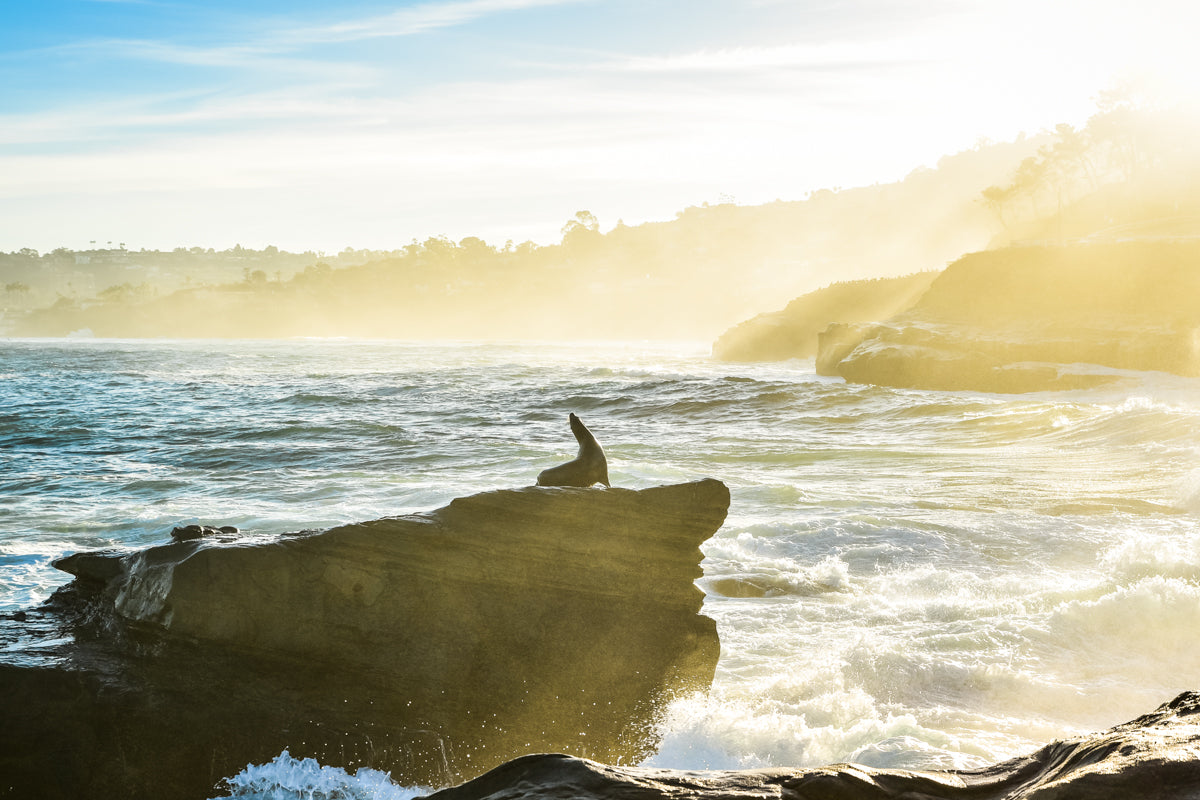 Sea Lion Resting